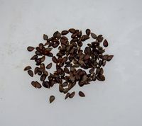 Æblekerner til såning.